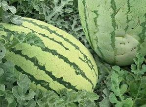 黄色的圆瓜怎么吃