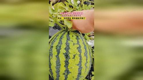 吃无籽瓜不好,为何吃无籽瓜可能不利健康