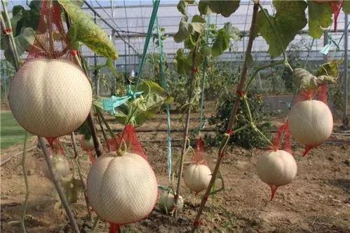 胡湾吃瓜中心,揭秘娱乐圈幕后风云